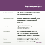 Колеус Dark Elf (0,1л) — параметры сорта