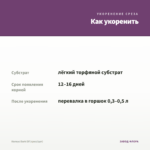 Колеус Dark Elf (срез/1шт) — как укоренить черенок