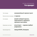 Колеус Dark Elf (срез/1шт) — что приедет