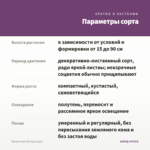 Колеус Dark Elf (срез/1шт) — параметры сорта