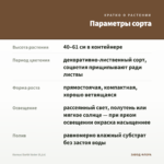 Колеус Darth Vader (0,1л) — параметры сорта
