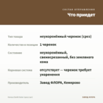 Колеус Darth Vader (срез/1шт) — что приедет