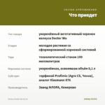 Колеус Doctor Wu (0,1л) — что приедет
