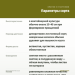 Колеус Doctor Wu (0,1л) — параметры сорта