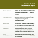 Колеус Doctor Wu (срез/1шт) — параметры сорта
