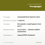 Колеус Doctor Wu (срез/1шт) — что приедет