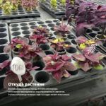 Колеус Ecstasy (срез/1шт) — откуда растение: вертикальная ферма Завода ФЛОРА в Кемерово