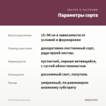 Колеус Ecstasy (срез/1шт) — параметры сорта