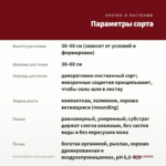 Колеус Electric Coral (срез/1шт) — параметры сорта