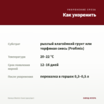 Колеус Electric Coral (срез/1шт) — как укоренить черенок