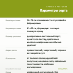 Колеус Electric Lime (0,1л) — параметры сорта