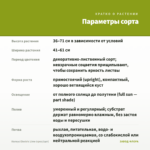 Колеус Electric Lime (срез/1шт) — параметры сорта