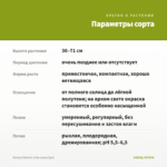 Колеус Electric Lime (срез/1шт) — параметры сорта