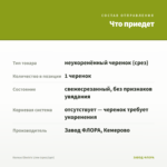 Колеус Electric Lime (срез/1шт) — что приедет