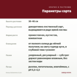Колеус Еnchantress (0,1л) — параметры сорта