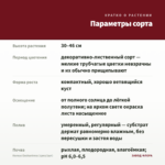 Колеус Еnchantress (срез/1шт) — параметры сорта