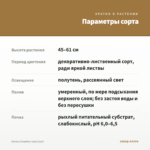 Колеус Eruption (срез/1шт) — параметры сорта