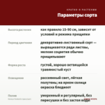 Колеус Fantastic (срез/1шт) — параметры сорта