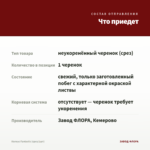 Колеус Fantastic (срез/1шт) — что приедет