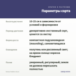 Колеус Feathers (0,1л) — параметры сорта