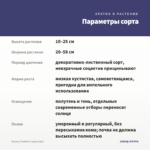 Колеус Feathers (срез/1шт) — параметры сорта
