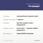 Колеус Feathers (срез/1шт) — что приедет