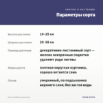 Колеус Feathers (срез/1шт) — параметры сорта