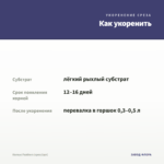 Колеус Feathers (срез/1шт) — как укоренить черенок