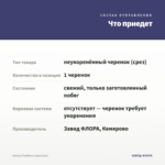 Колеус Feathers (срез/1шт) — что приедет