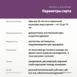 Колеус Fiery Arrow (0,1л) — параметры сорта