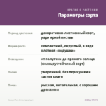 Колеус Fiery Arrow (срез/1шт) — параметры сорта