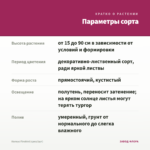 Колеус Firebird (срез/1шт) — параметры сорта