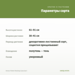 Колеус Fishnet Stockings (срез/1шт) — параметры сорта