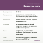Колеус Florida Inferno (0,1л) — параметры сорта