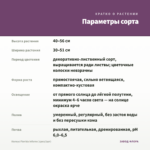 Колеус Florida Inferno (срез/1шт) — параметры сорта