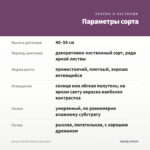 Колеус Florida Inferno (срез/1шт) — параметры сорта