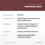 Колеус Florida Sun Rose (срез/1шт) — параметры сорта