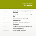 Колеус Gays Delight (0,1л) — что приедет