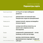 Колеус Gays Delight (срез/1шт) — параметры сорта