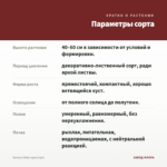 Колеус Gilda (срез/1шт) — параметры сорта