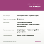 Колеус Globetrotters Gaga (срез/1шт) — что приедет