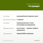Колеус Gold Twist (срез/1шт) — что приедет