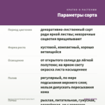 Колеус Grand Granat (срез/1шт) — параметры сорта