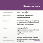 Колеус Grand Granat (срез/1шт) — параметры сорта