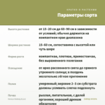 Колеус Hedwig (0,1л) — параметры сорта