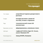 Колеус Hipsters Zooey (0,1л) — что приедет
