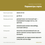 Колеус Hipsters Zooey (срез/1шт) — параметры сорта
