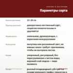 Колеус Honey Pie (срез/1шт) — параметры сорта