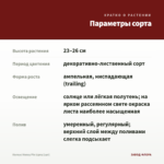 Колеус Honey Pie (срез/1шт) — параметры сорта
