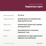 Колеус Hot Embers (срез/1шт) — параметры сорта